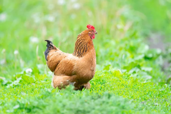 Kurczak Trawie Farmie Kurczak Pomarańczowy Który Jest Spacerze Trawie — Zdjęcie stockowe
