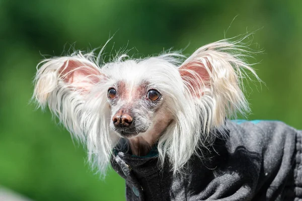 Portret Van Verbazingwekkende Chinese Kuifhond Zomer — Stockfoto