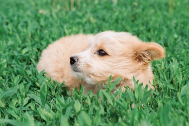 Küçük sevimli bir köpek yavrusu, bu fotoğraftaki melez bir çocuk, iyi sahipler bulmuş. Kırmızı renk