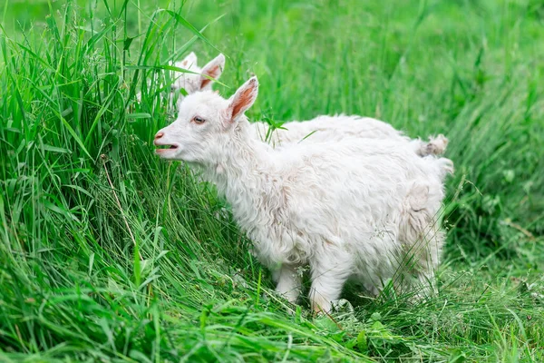 Weiße Ziegenbabys Auf Grünem Gras Sonnigen Tagen — Stockfoto