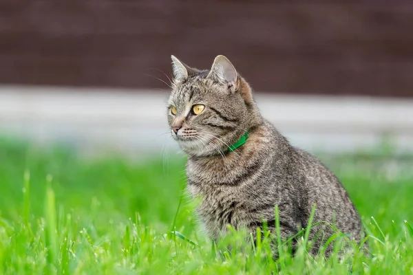 可爱的白色灰色小猫坐在花园里的绿草上 可爱的家养动物肖像 小猫咪在户外放松 — 图库照片