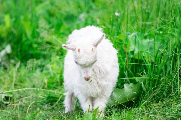 White Baby Goat Green Grass Sunny Day — Stock Photo, Image
