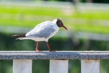 Siyah başlı martı (Chroicocephalus ridibundus) gölde yüzer. Siyah başlı martı göletteki bir üreme kolonisinde yuva yapıyor. Seçici odak.
