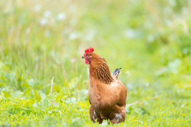 Çiftlikteki çimenli tavuk. Portakallı tavuk çimlerin üzerinde yürüyüşe çıkmış.