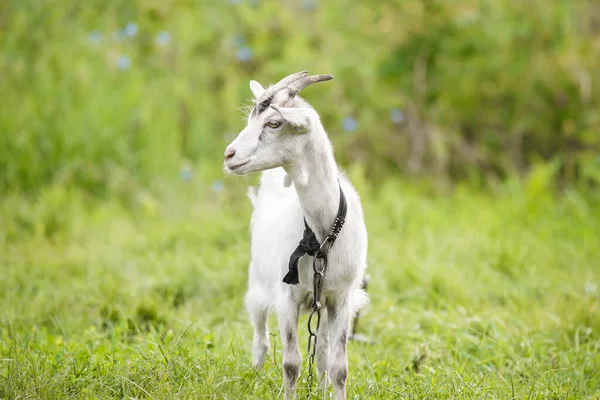 Weiße Ziegenbabys Auf Grünem Gras Sonnigen Tagen — Stockfoto