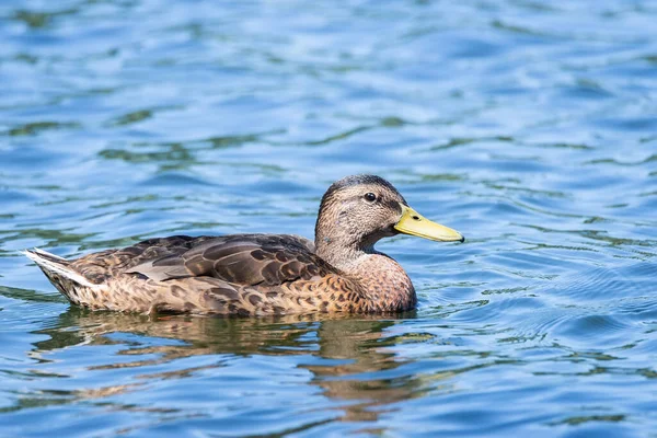 水面に映る池の絵の上で泳ぐマガモ — ストック写真