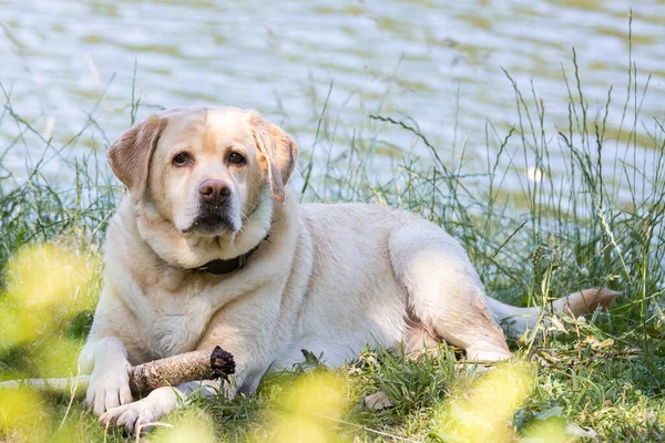Labrador retriever dog. Hunting dog near the lake.