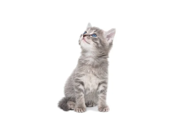 Šedé Kotě Izolované Bílém Pozadí — Stock fotografie