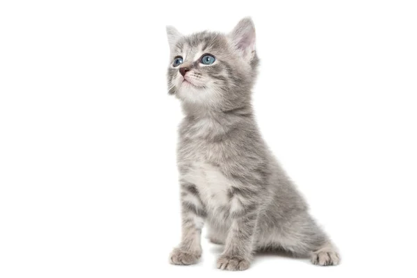 Graues Kätzchen Isoliert Auf Weißem Hintergrund — Stockfoto