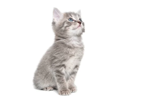 Chaton Gris Isolé Sur Fond Blanc — Photo