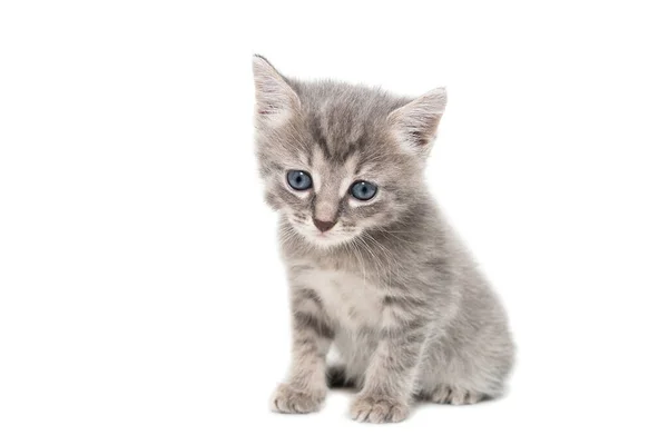 Grå Kattunge Isolerad Vit Bakgrund — Stockfoto