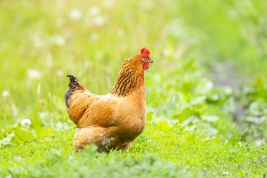 Çiftlikteki çimenli tavuk. Portakallı tavuk çimlerin üzerinde yürüyüşe çıkmış.