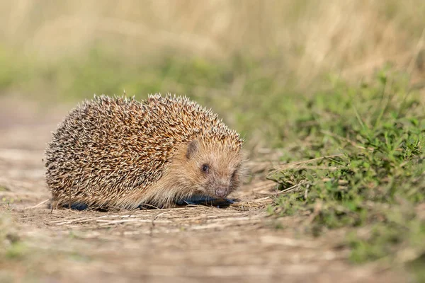 Igel Wissenschaftlicher Name Erinaceus Europaeus Aus Nächster Nähe Von Einem — Stockfoto