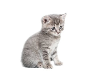 Çizgili safkan bir kedi yavrusu beyaz bir arka planda oturur.
