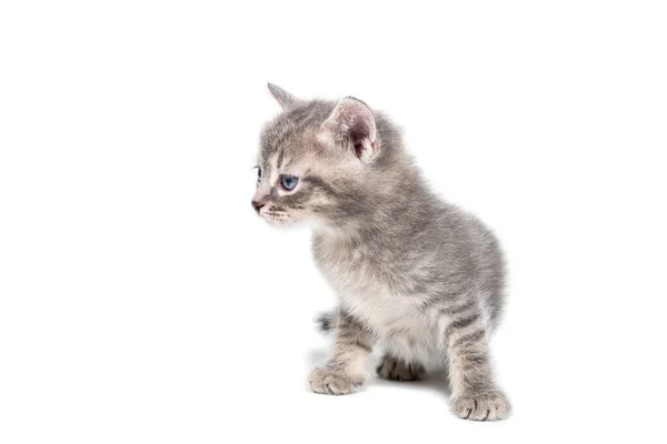 Ein Gestreiftes Reinrassiges Kätzchen Sitzt Auf Weißem Hintergrund — Stockfoto