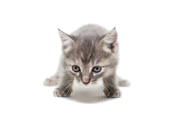 Ein Gestreiftes Reinrassiges Kätzchen Sitzt Auf Weißem Hintergrund — Stockfoto