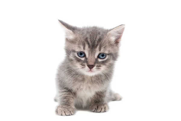 Gatinho Listrado Raça Pura Senta Fundo Branco — Fotografia de Stock