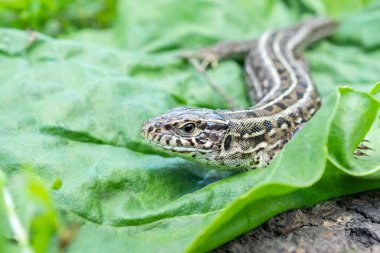 Dişi bir kertenkelenin kafası, dişi bir kertenkelenin kafasının makro fotoğrafı, Lacerta agilis.