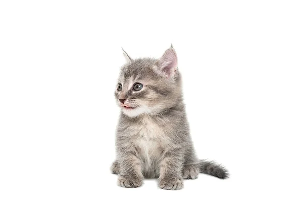 Ein Gestreiftes Reinrassiges Kätzchen Sitzt Auf Weißem Hintergrund — Stockfoto