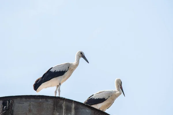 Two Storks Nest Background Blue Sky Hatching Eggs Polish Birds — Stock Photo, Image