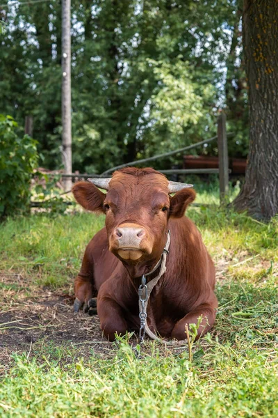 Piros Angus Üsző Portré Kép Kék Háttér — Stock Fotó