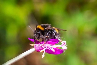 Büyük bahçe yaban arısı veya yabanarısı (Bombus ruderatus), güzel bir fotoğraf