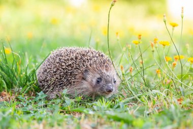 Kirpi (Bilimsel adı: Erinaceus Europaeus), yeşil çimenlerdeki doğal bahçe habitatına bakan vahşi, yerli, Avrupalı bir kirpinin yakın planıdır. Yatay olarak. Kopyalamak için boşluk.