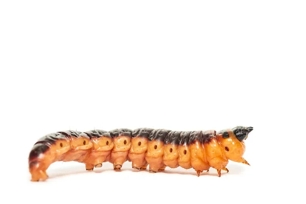 Макронизкоугловой Вид Спереди Большую Желто Оранжевую Гусеницу Козлиной Моли Cossus — стоковое фото