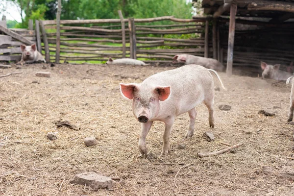 Pink pigs on the farm. Swine at the farm. Meat industry. Pig farming to meet the growing demand for meat