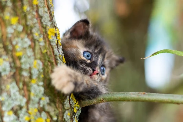 Pequeno Gatinho Cinza Fofo Bonito Grama Verde Dia Verão Retrato — Fotografia de Stock