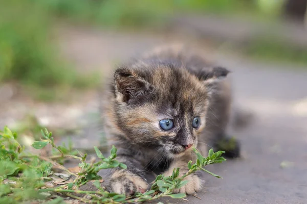 Pequeño Gatito Gris Esponjoso Lindo Hierba Verde Día Verano Retrato — Foto de Stock