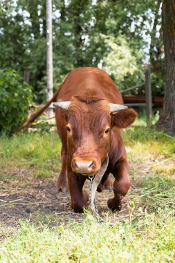 Kırmızı angus düve portresi mavi gökyüzü arkaplanı