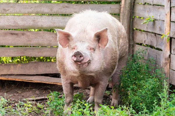 Pink pigs on the farm. Swine at the farm. Meat industry. Pig farming to meet the growing demand for meat