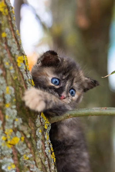 Little Cute Fluffy Gray Kitten Green Grass Summer Day Portrait — Stock Photo, Image