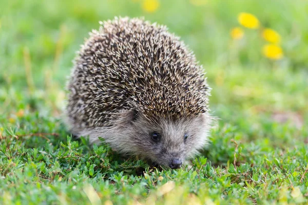 Hedgehog Scientific Name Erinaceus Europaeus Close Wild Native European Hedgehog — Stock Photo, Image