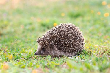 Kirpi (Bilimsel adı: Erinaceus Europaeus), yeşil çimenlerdeki doğal bahçe habitatına bakan vahşi, yerli, Avrupalı bir kirpinin yakın planıdır. Yatay olarak. Kopyalamak için boşluk.