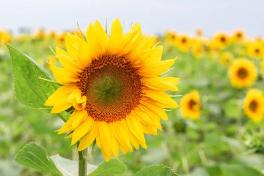 Ayçiçeği doğal arka plan. Çiçek açan ayçiçeği. Ayçiçeğinin yakın çekimi.