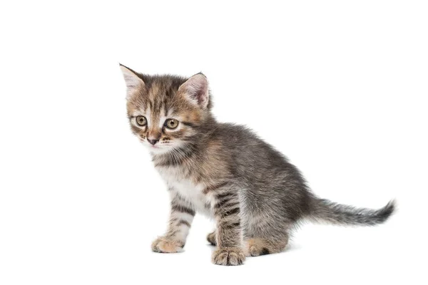 Striped Purebred Kitten Sits White Background — Stock Photo, Image