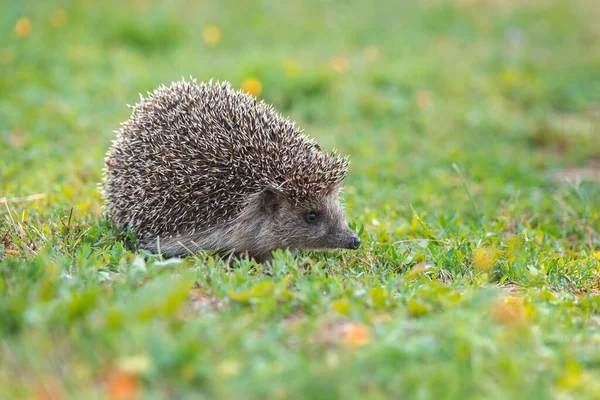 Igel Wissenschaftlicher Name Erinaceus Europaeus Aus Nächster Nähe Von Einem — Stockfoto