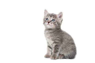 Çizgili safkan bir kedi yavrusu beyaz bir arka planda oturur.
