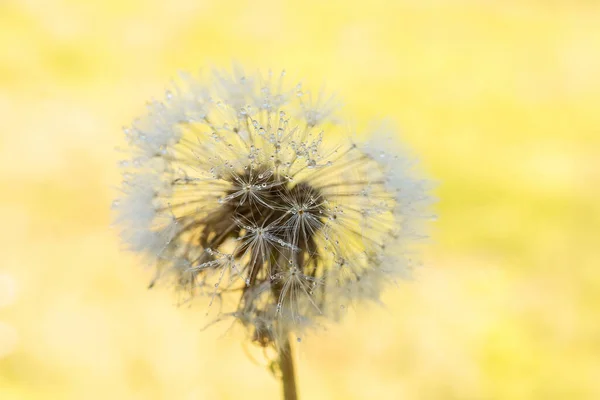 Paardenbloem Een Groene Zonnige Weide Zonlicht — Stockfoto