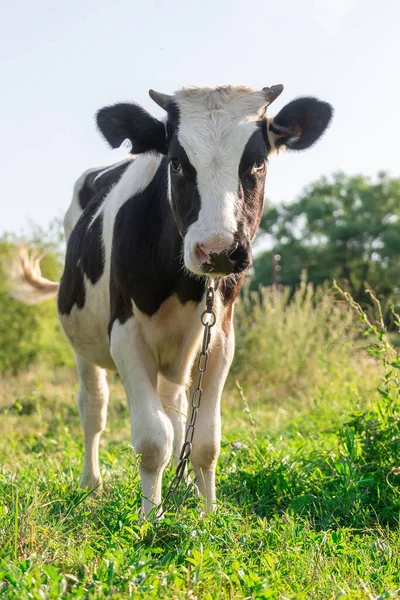 Piros Angus Üsző Portré Kép Kék Háttér — Stock Fotó