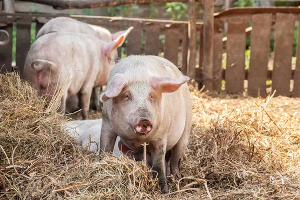 Розовые Свиньи Ферме Свинья Ферме Мясная Промышленность Свиноводство Удовлетворения Растущего — стоковое фото