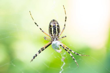 Yaban arısı örümceği (Argiope bruennichi) ağda avıyla birlikte. Siyah ve sarı çizgili Argiope bruennichi eşek arısı ağı