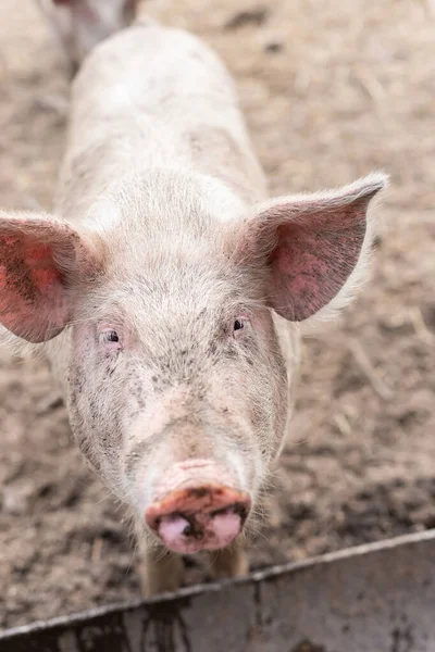 Pink pigs on the farm. Swine at the farm. Meat industry. Pig farming to meet the growing demand for meat