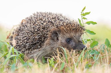 Kirpi (Bilimsel adı: Erinaceus Europaeus), yeşil çimenlerdeki doğal bahçe habitatına bakan vahşi, yerli, Avrupalı bir kirpinin yakın planıdır. Yatay olarak. Kopyalamak için boşluk.