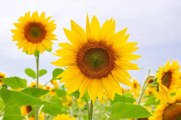 Fondo Natural Girasol Girasol Floreciendo Primer Plano Del Girasol — Foto de Stock