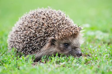 Kirpi (Bilimsel adı: Erinaceus Europaeus), yeşil çimenlerdeki doğal bahçe habitatına bakan vahşi, yerli, Avrupalı bir kirpinin yakın planıdır. Yatay olarak. Kopyalamak için boşluk.