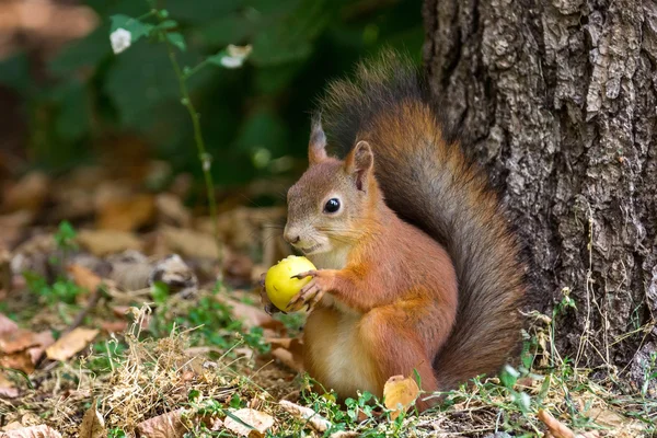 Squirrel — Stock Photo, Image