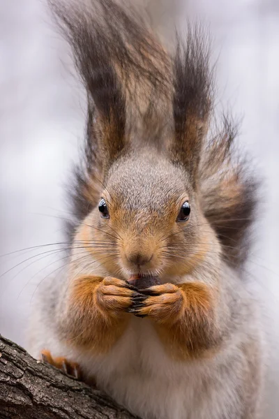 Ekorre — Stockfoto